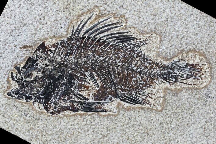 Bargain Cockerellites (Priscacara) Fossil Fish - Wyoming #77890